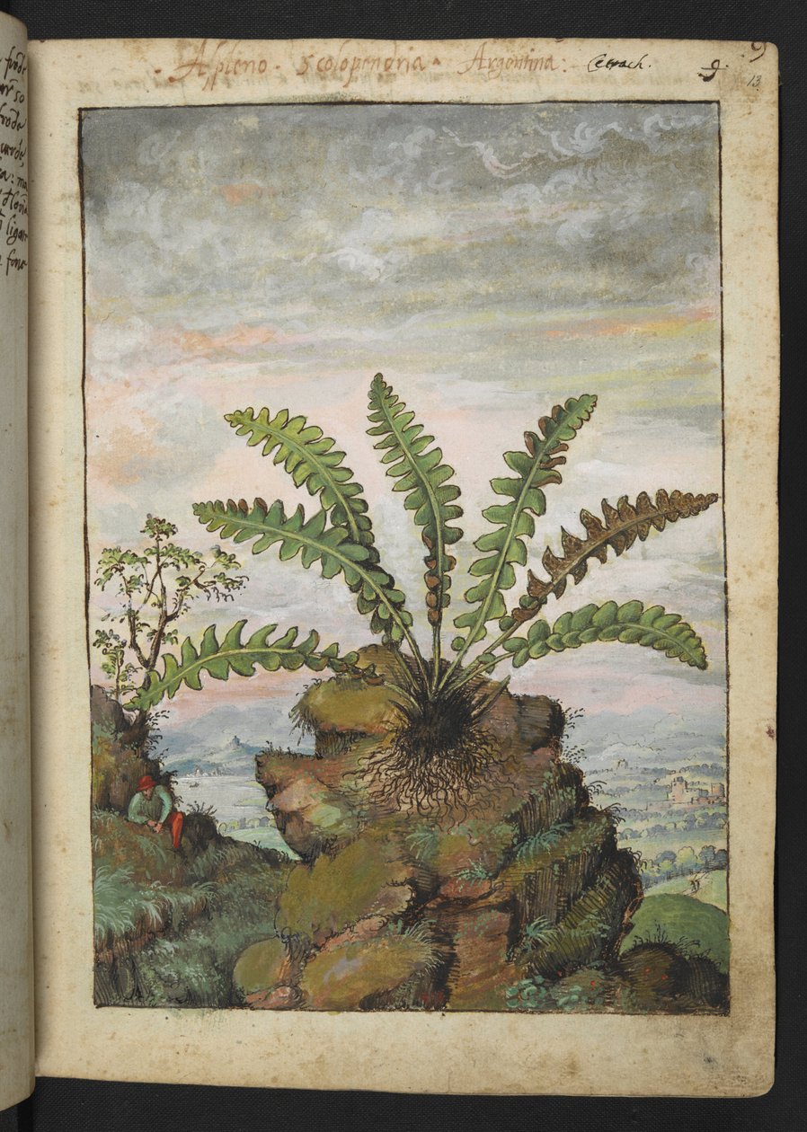 Ceterach officinarum, from "Paintings of Flora of the Roman States" by Gherardo Cibo by Gherardo Cibo