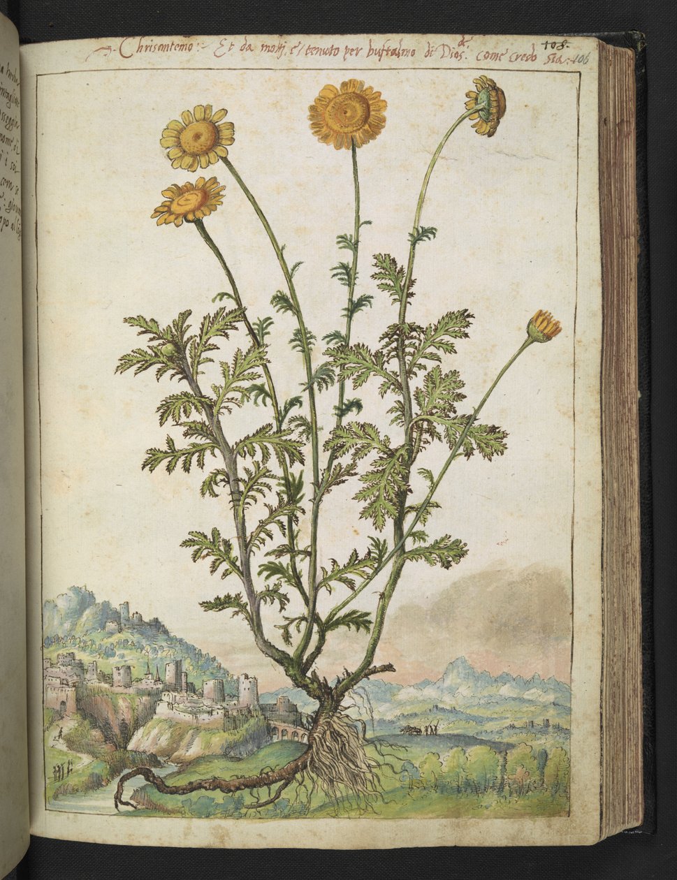 Chrysanthemums, c.1564-1584 by Gherardo Cibo