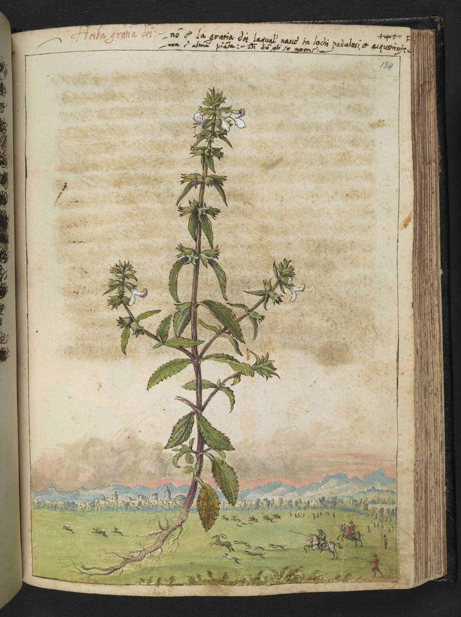 Herba gratia dei (Hedge-Hyssop), from 