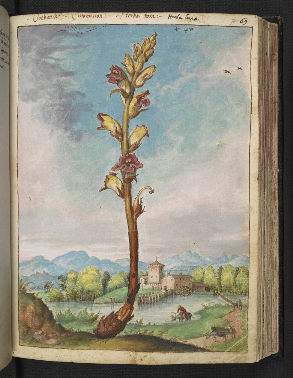 Orobanche gracilis, from "Paintings of Flora of the Roman States" by Gherardo Cibo by Gherardo Cibo