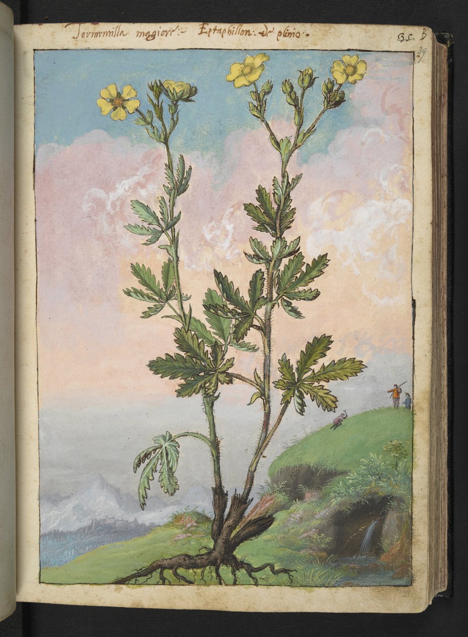 Potentilla recta: A plant with yellow flowers, from Paintings of Flora of the Roman States by Gherardo Cibo by Gherardo Cibo