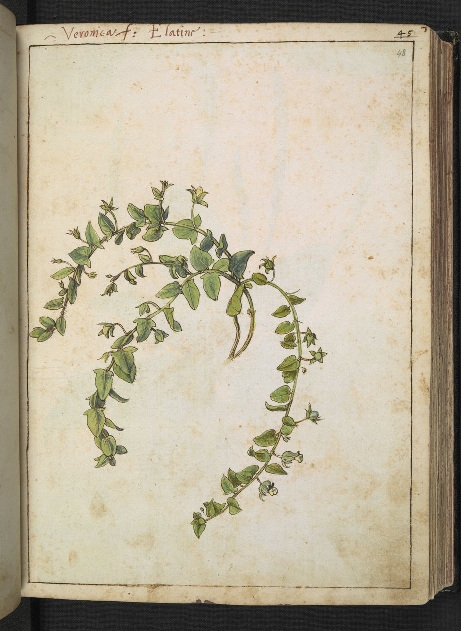 Veronica, from "Paintings of Flora of the Roman States" by Gherardo Cibo by Gherardo Cibo
