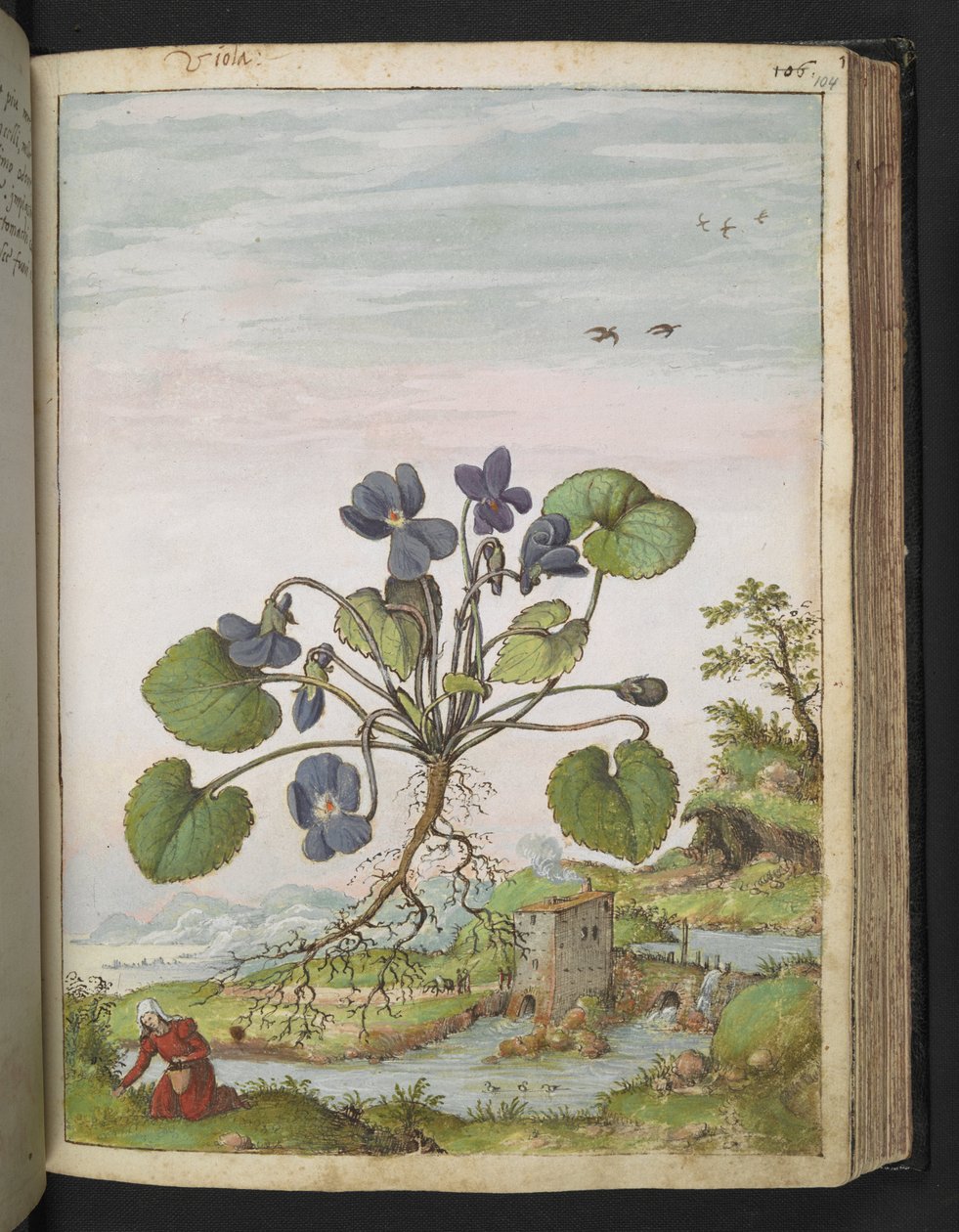 Viola Odorata, from 