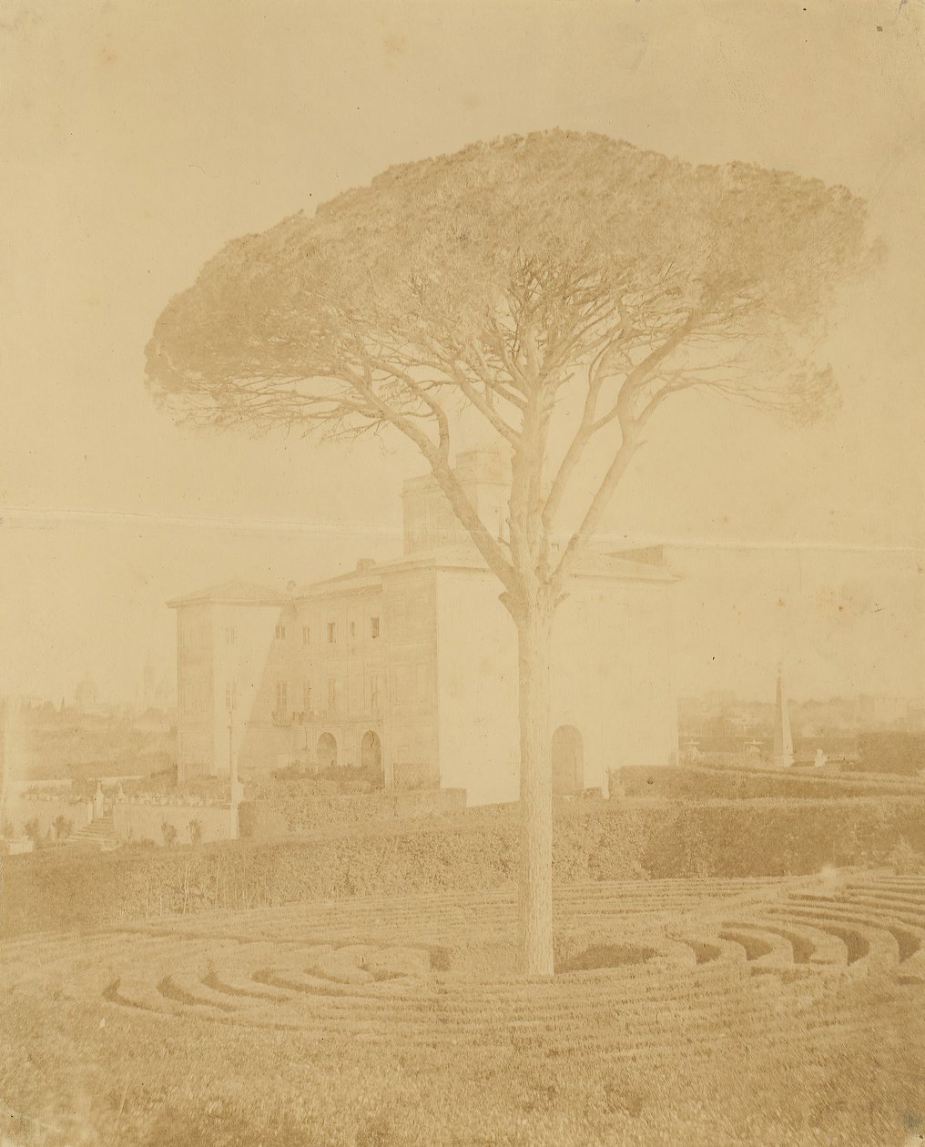 Tree in Formal Garden Outside Palazzo, 1860s-70s by Giacomo Caneva