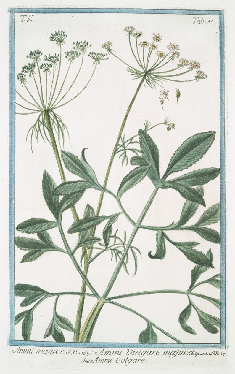 Ammi majus by Giorgio Bonelli