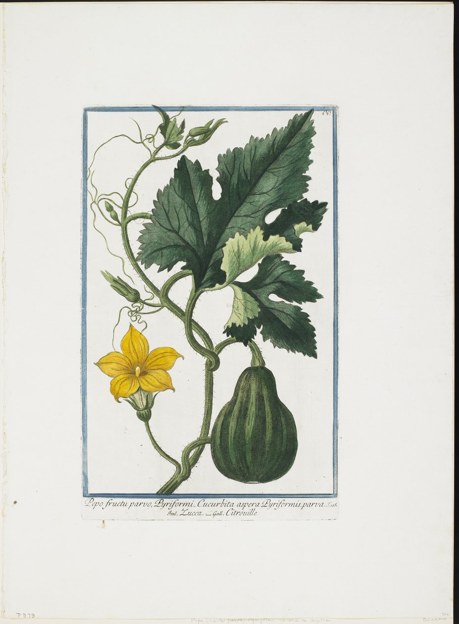Vegetable Print, from Hortus Romanus, Vol. I or II by Giorgio Bonelli