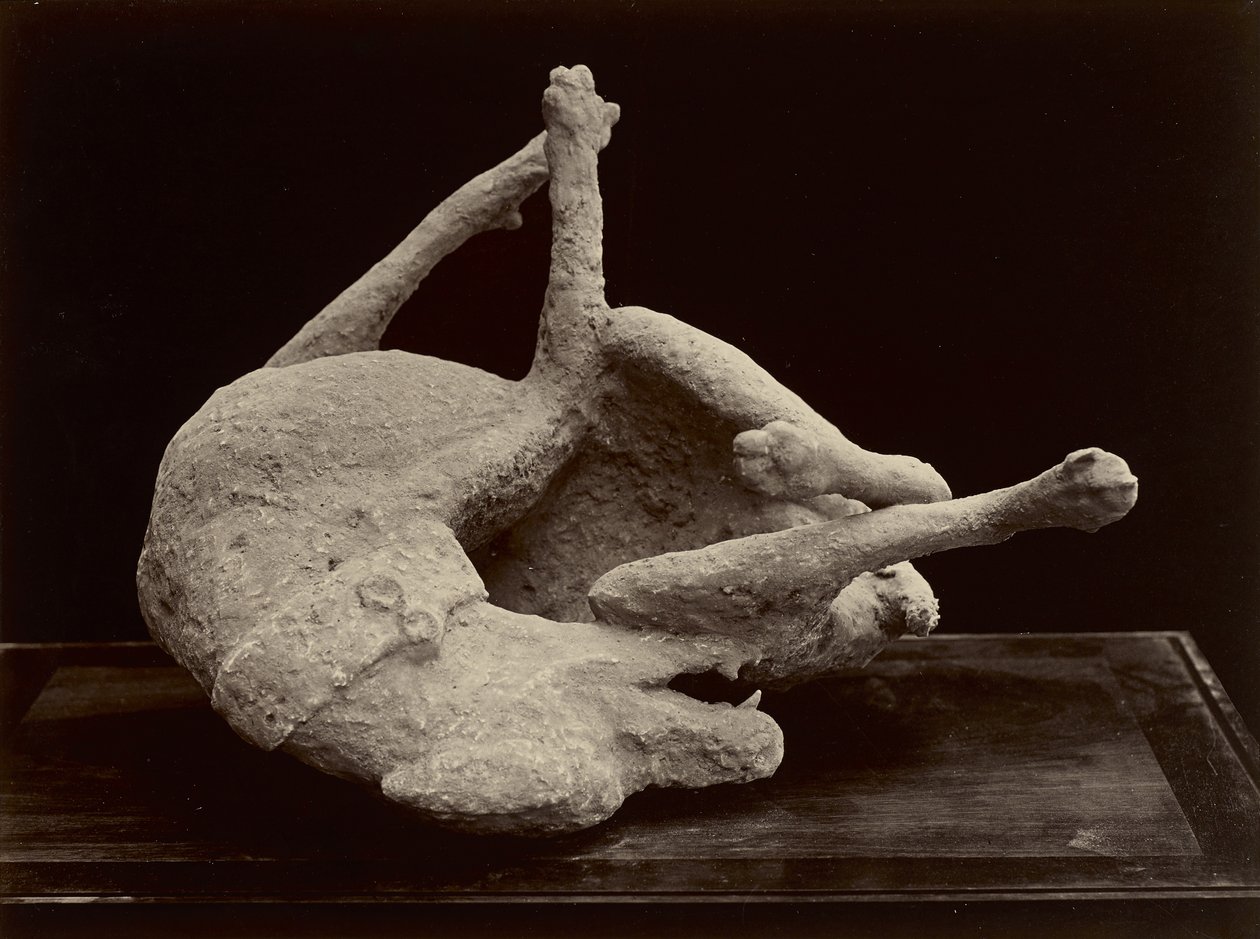 Dog, Pompeii, c.1870 by Giorgio Sommer