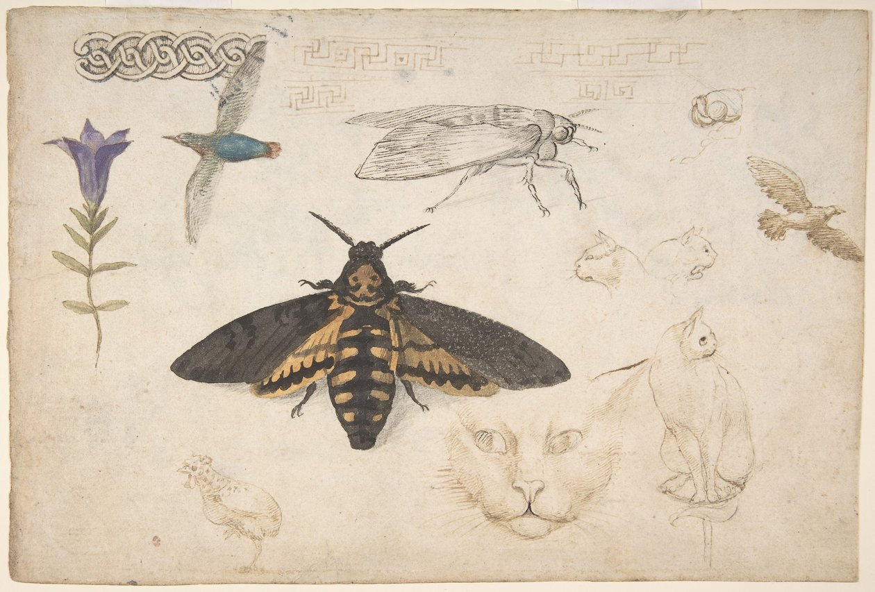 Studies of a Gentian, Moth, Birds, Cats, Interlacing Motif, and Greek Frets recto by Giorgio di Giovanni