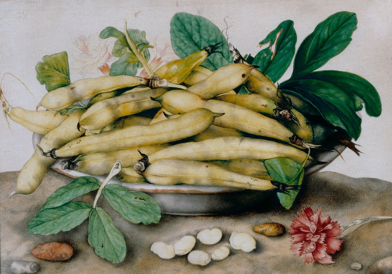 Plate of broad beans by Giovanna Garzoni