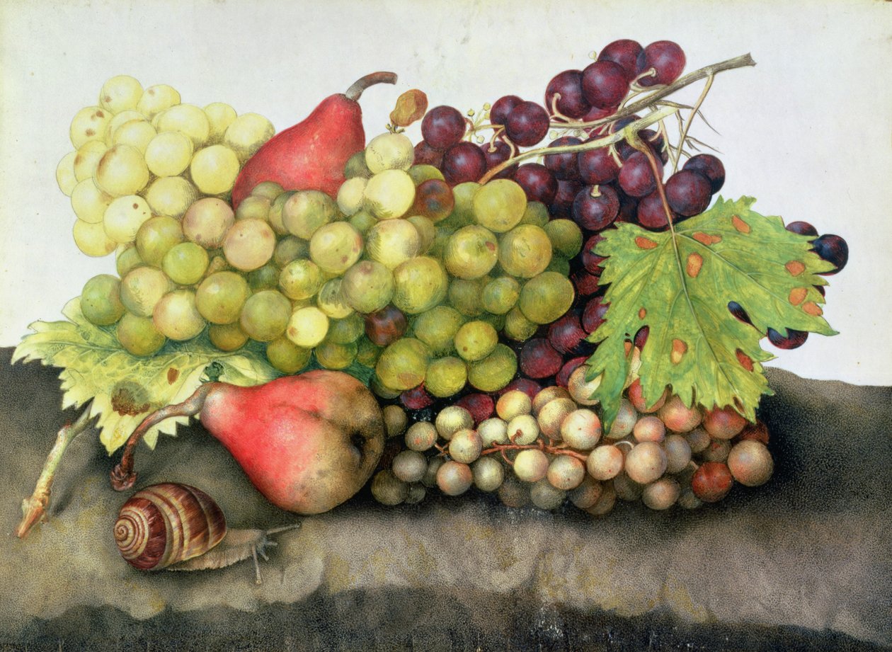 Snail with Grapes and Pears by Giovanna Garzoni