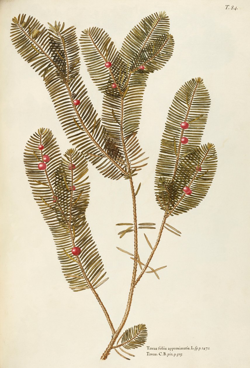 European Yew (Taxus baccata), Taxaceae by Giovanni Antonio Bottione