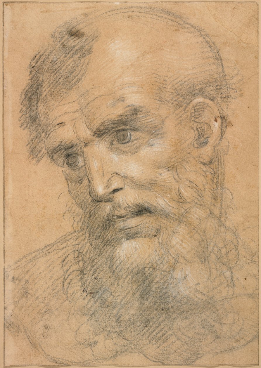 Head of a Bearded Man; Study for a Sacred Conversation by Giovanni Antonio Sogliani