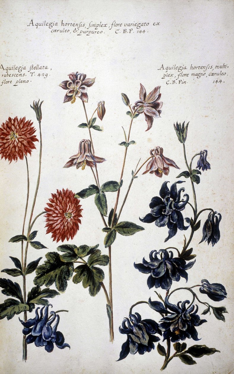 Botanical Board: Three Kinds of Ancolies (Aquilegia) by Giovanni Battista Morandi