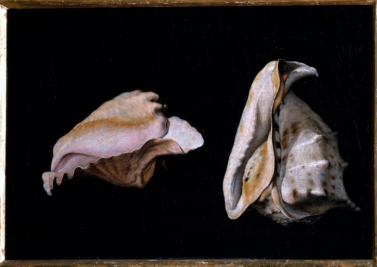 Two Shells (Still Life with Sea Shells) by Giovanni Girolamo Savoldo