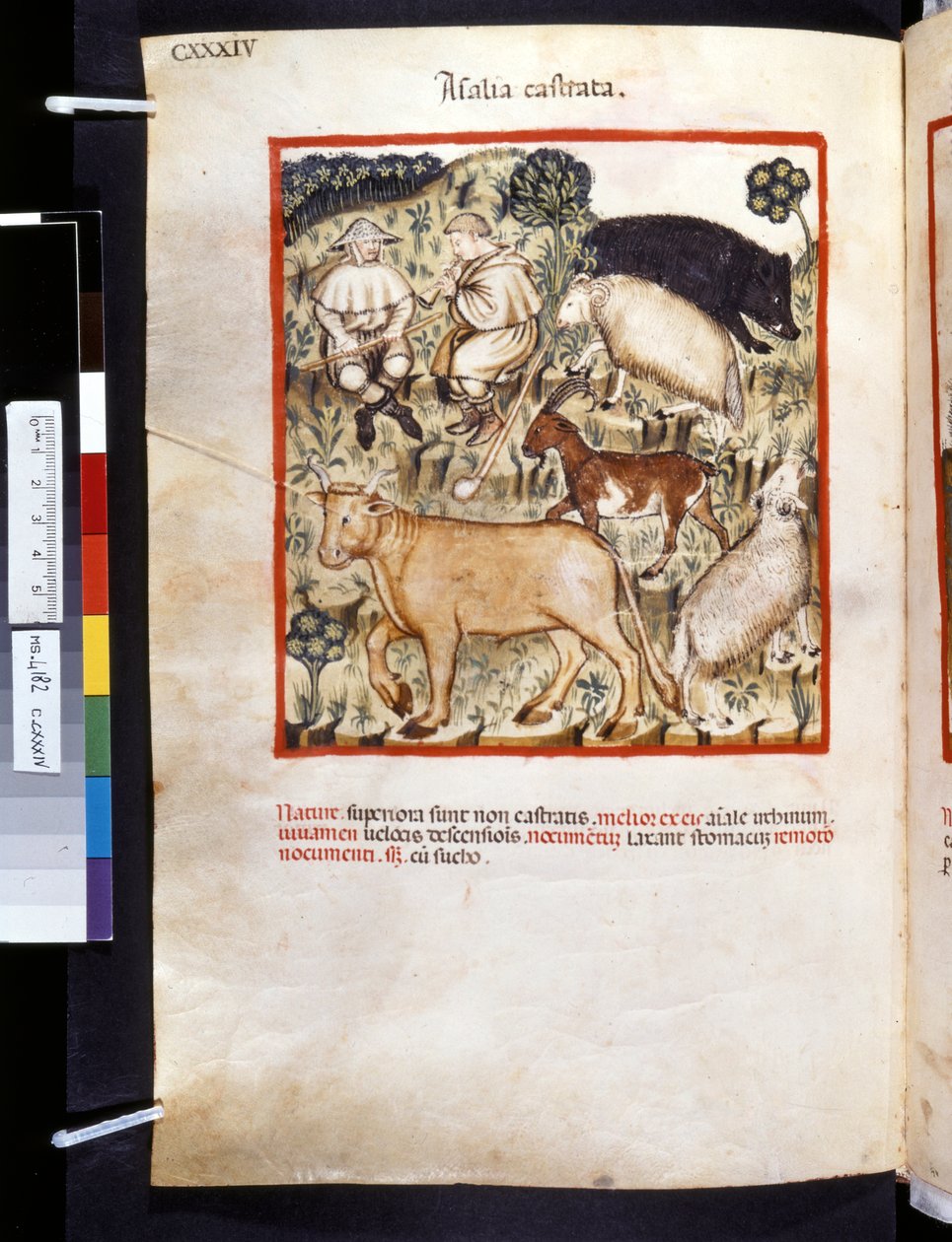 Theatrum sanitatis by Ububchasym de Baldach: 