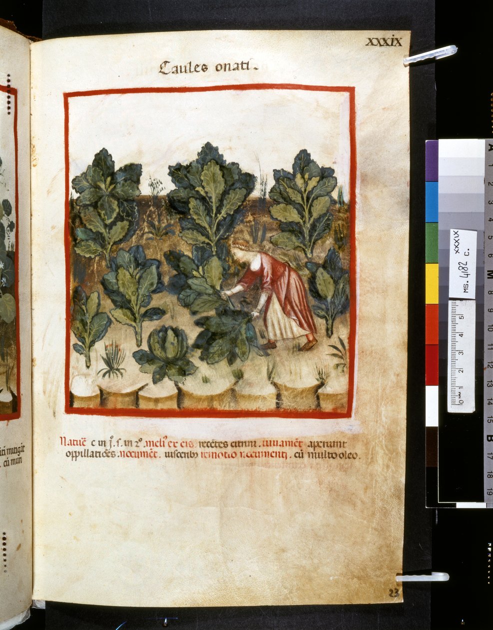 Theatrum sanitatis by Ububchasym de Baldach: 
