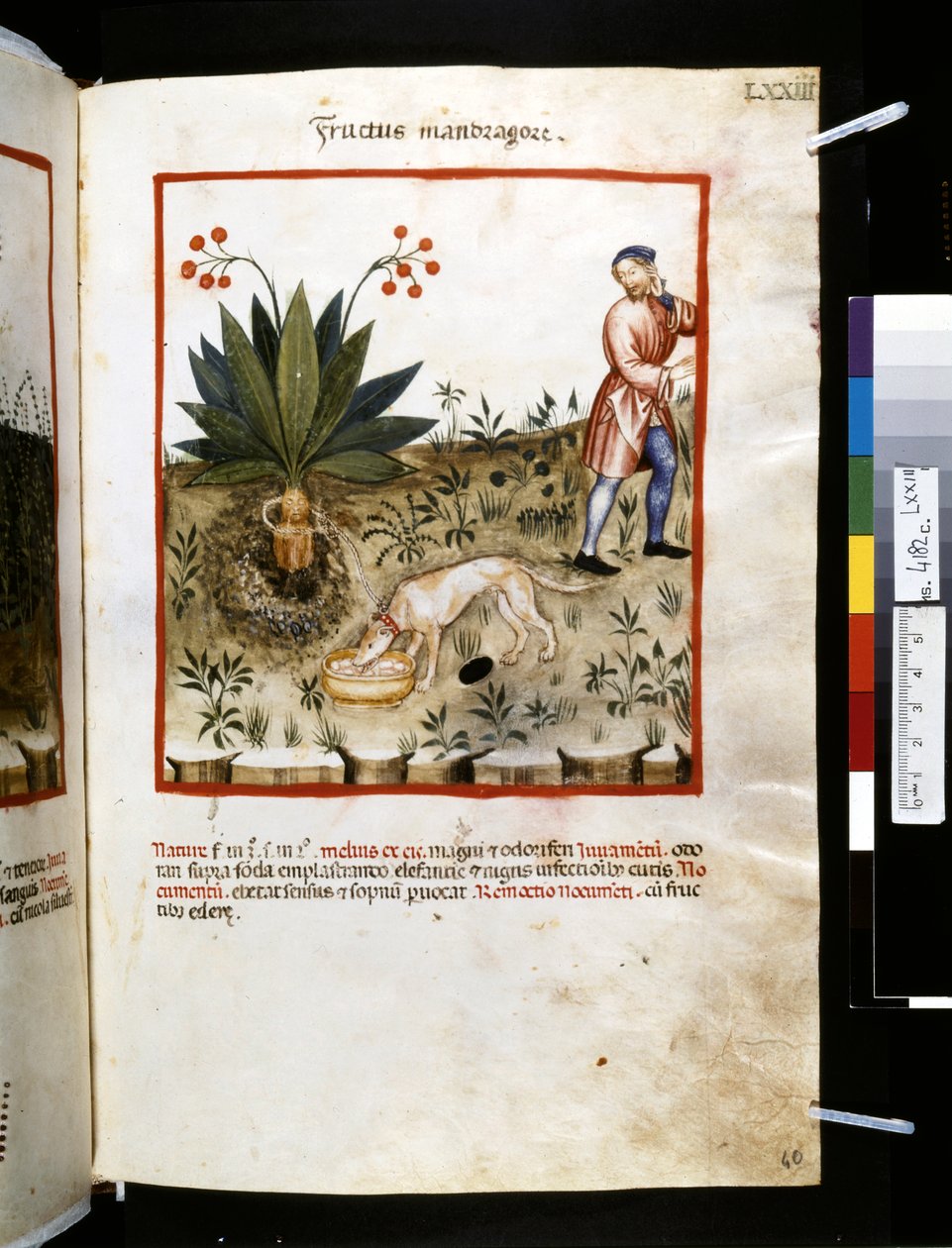 Theatrum sanitatis by Ububchasym de Baldach: 