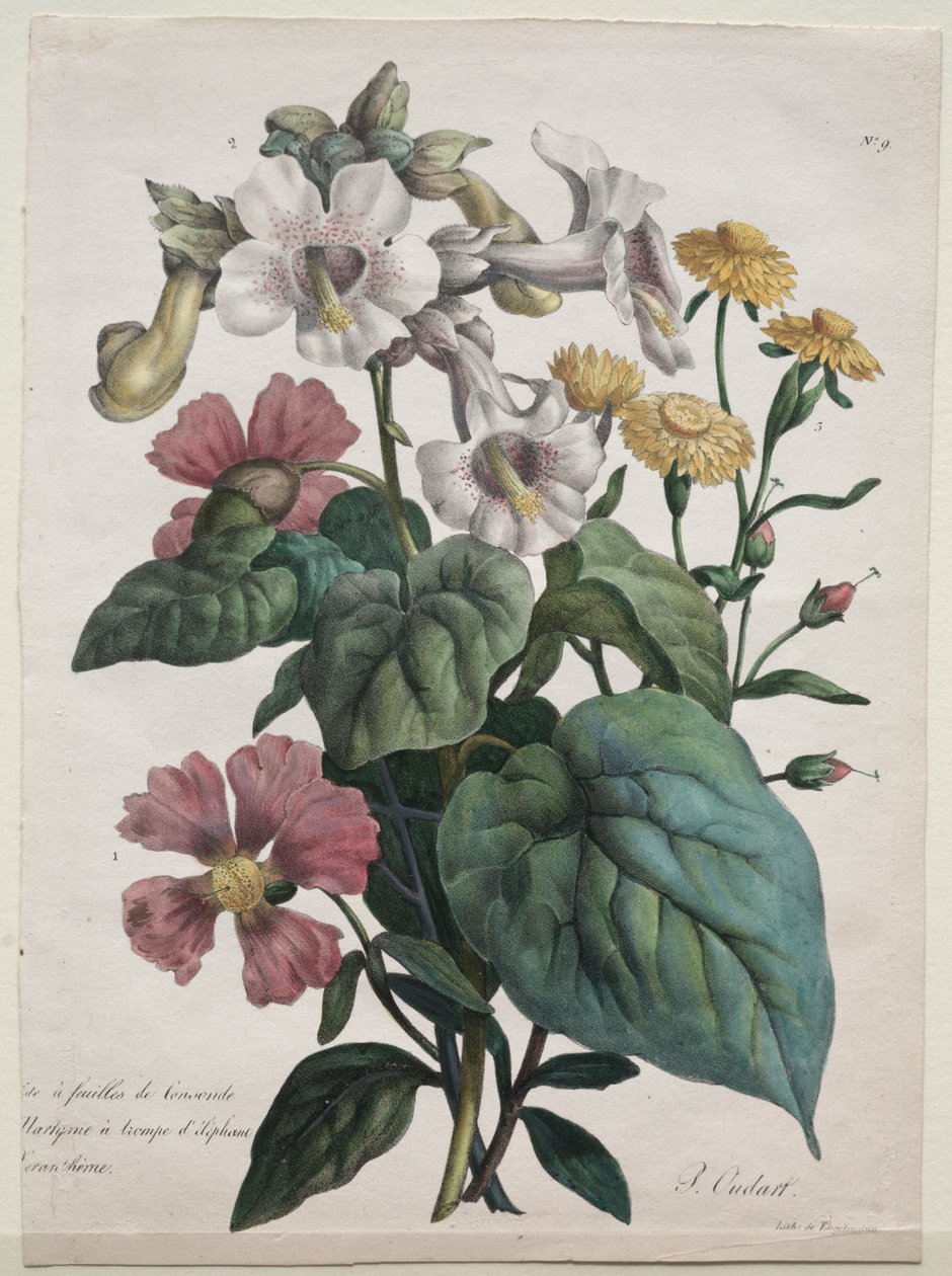 Martynia or Unicorn Plant by Godefroy Engelmann