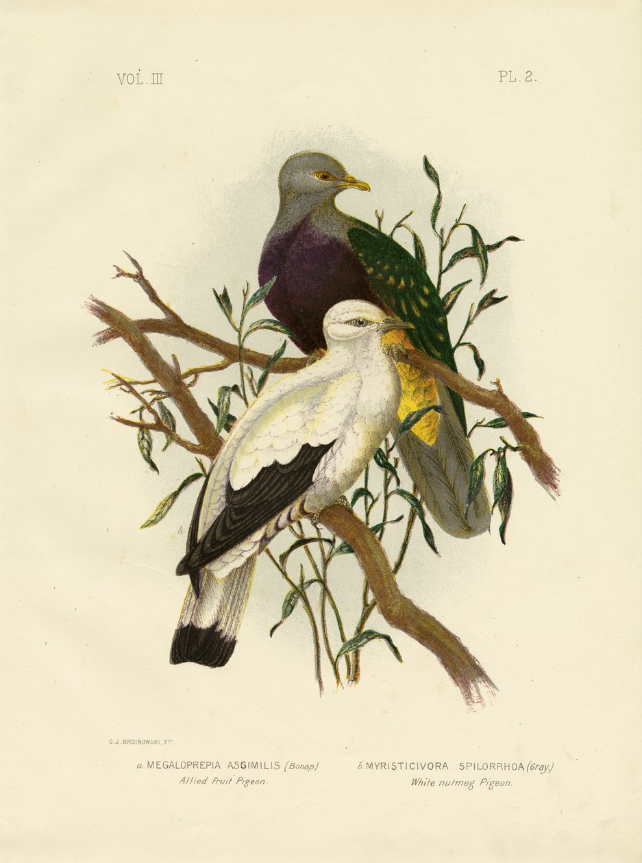 Allied Fruit Pigeon Or Wompoo Fruit-Dove by Gracius Broinowski