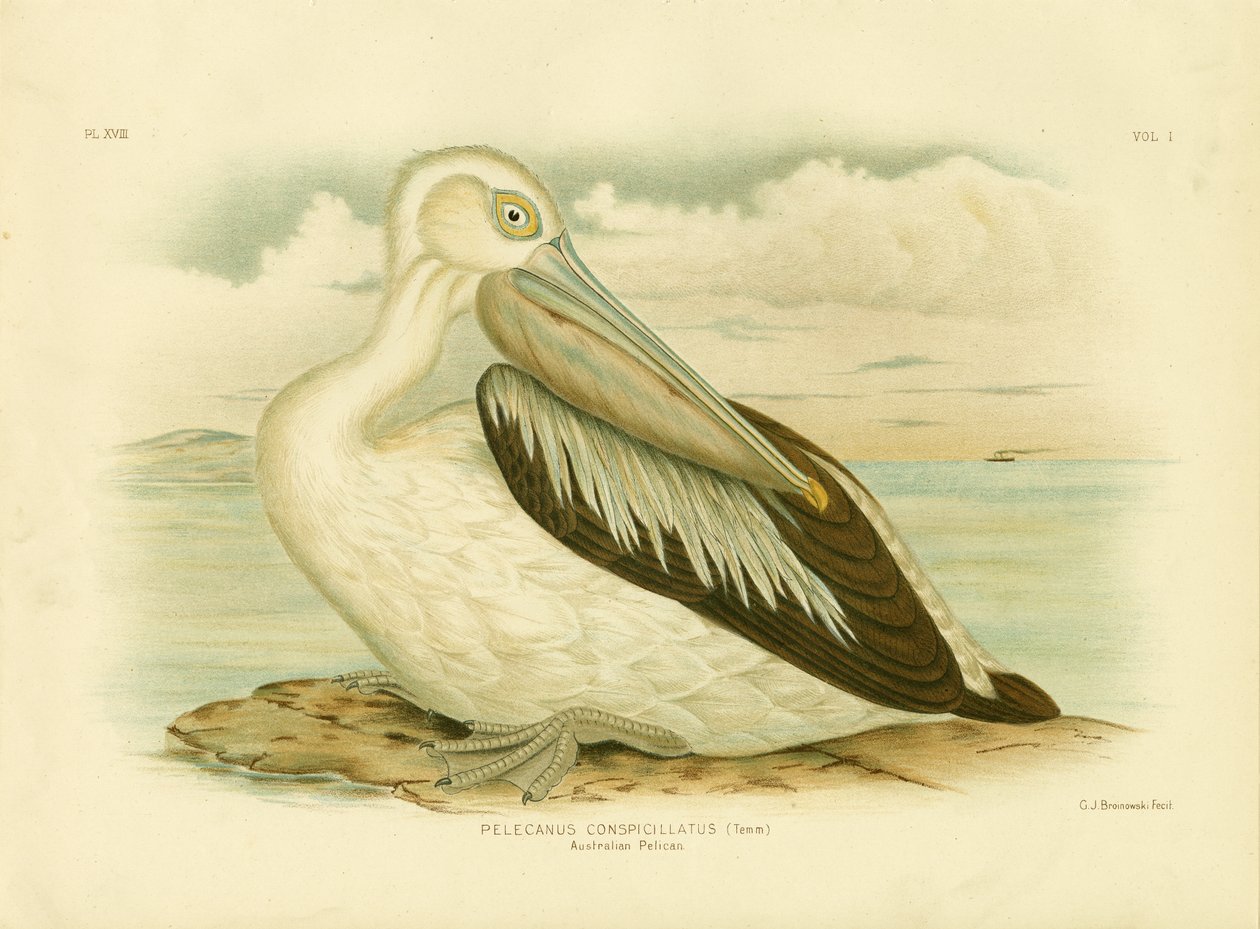 Australian Pelican by Gracius Broinowski
