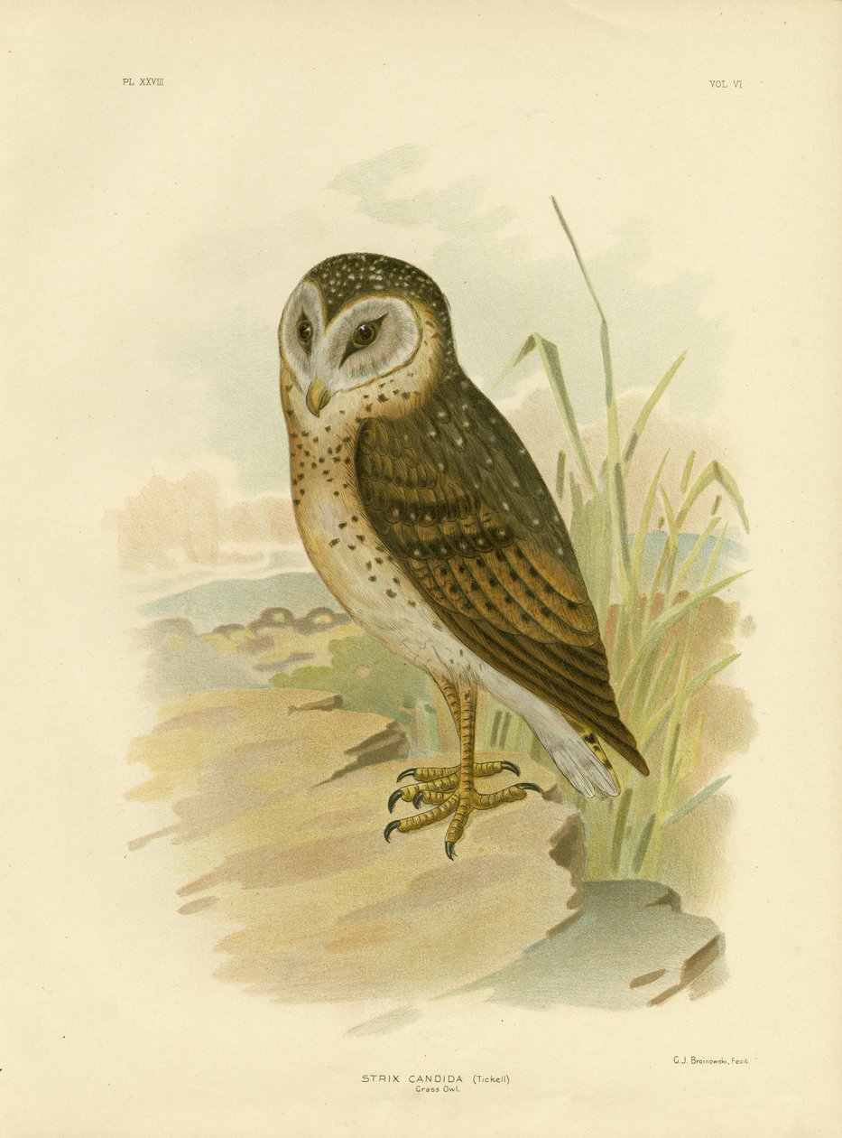 Grass Owl by Gracius Broinowski