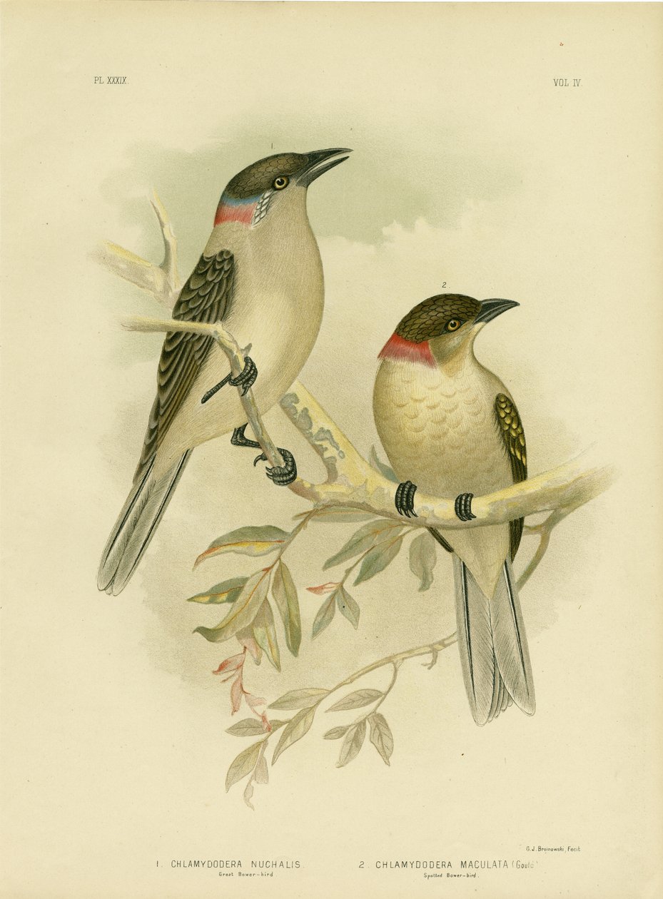 Great Bowerbird, 1891 by Gracius Broinowski