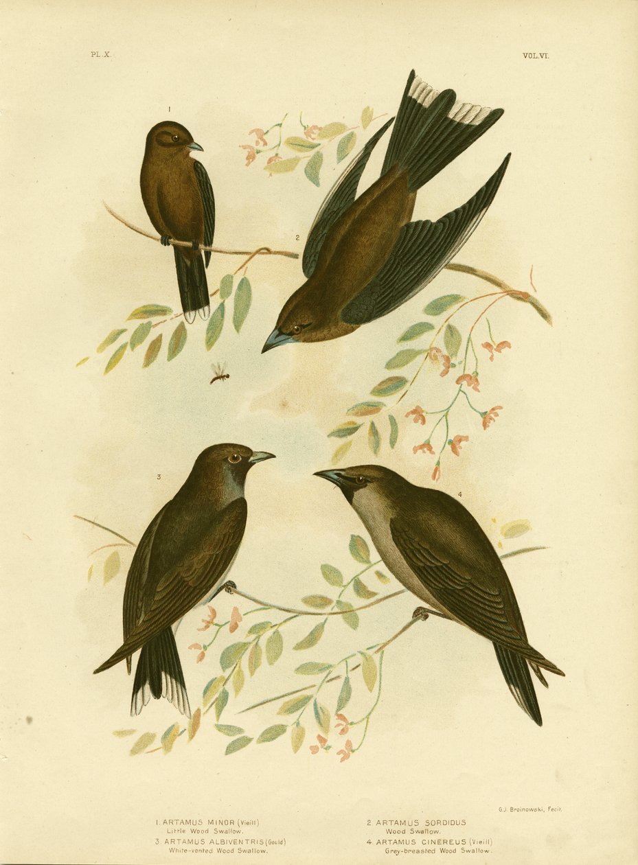 Little Wood Swallow, 1891 by Gracius Broinowski