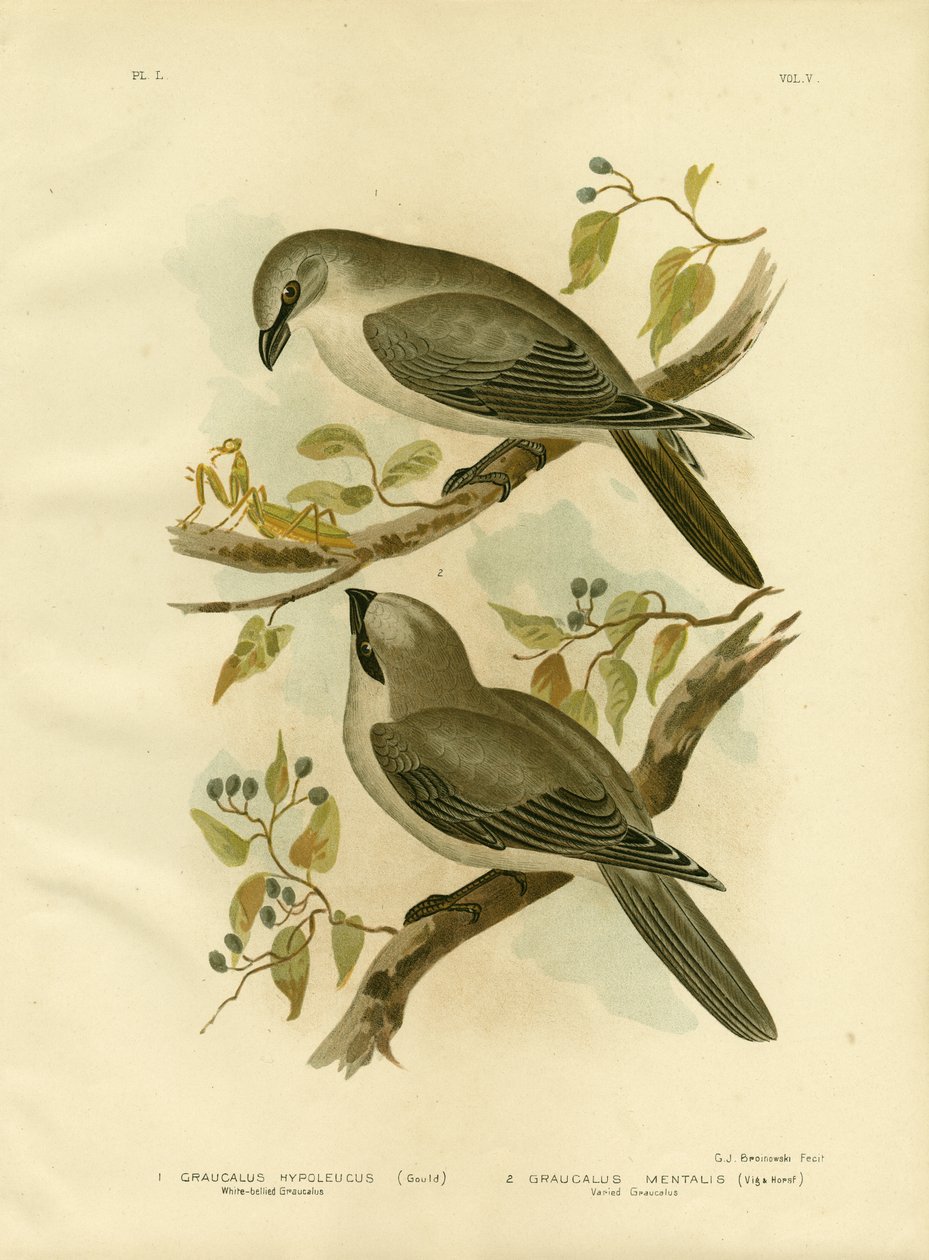 White-Bellied Cuckoo-Shrike, 1891 by Gracius Broinowski