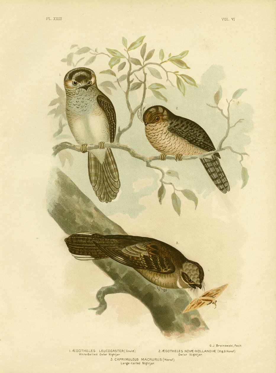 White-Bellied Owlet Nightjar Or Moth Owl, 1891  by Gracius Broinowski