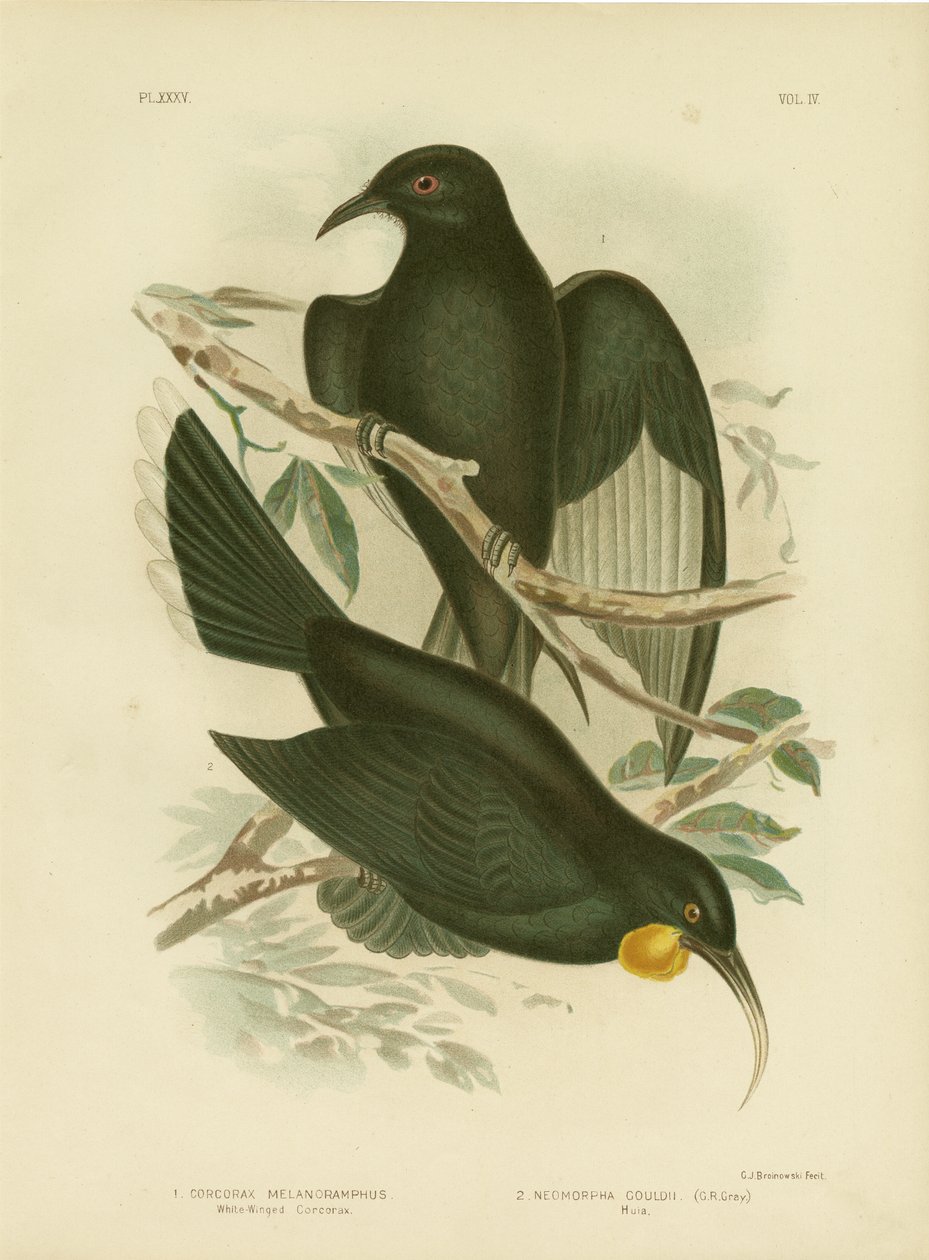 White-Winged Corcorax, 1891 by Gracius Broinowski