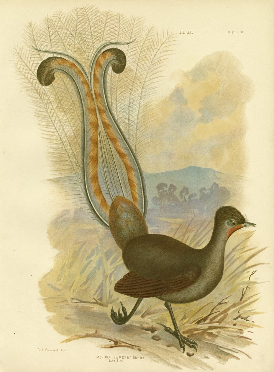 Lyrebird, 1891  by Gracius Broinowski