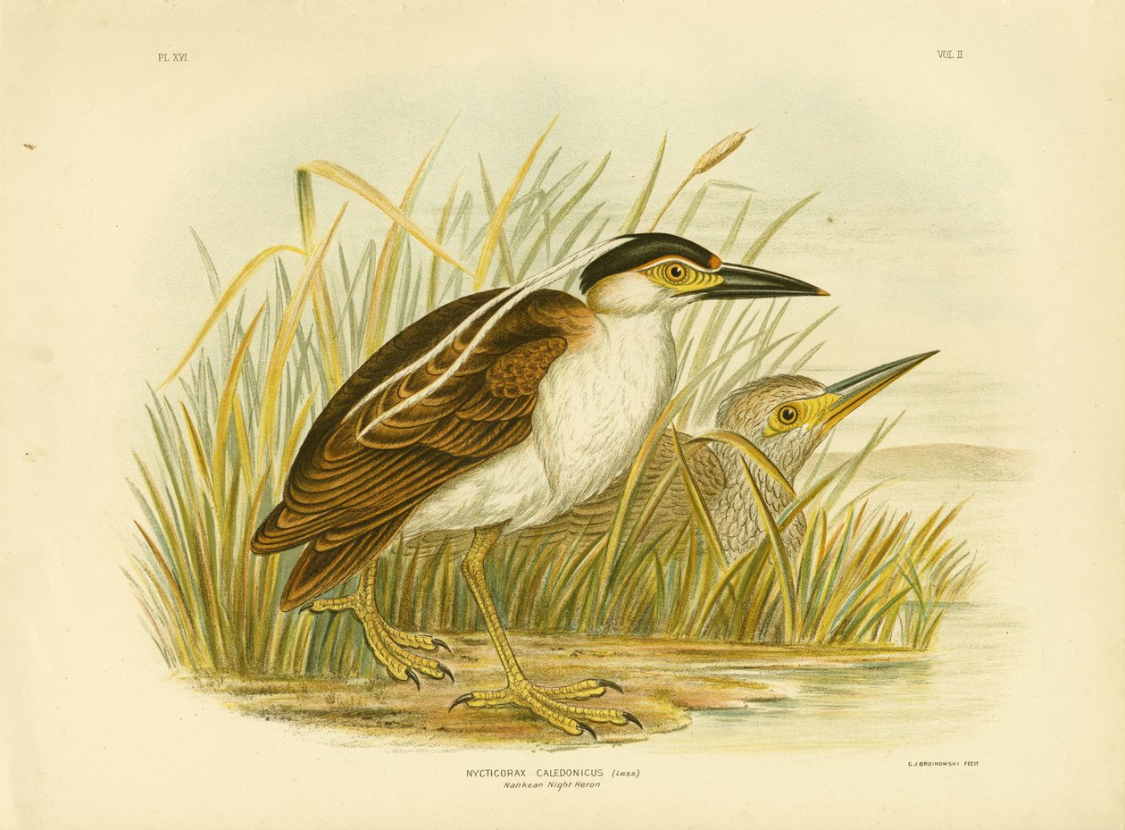 Nankean Night Heron or Nankeen Night Heron, 1891 by Gracius Broinowski