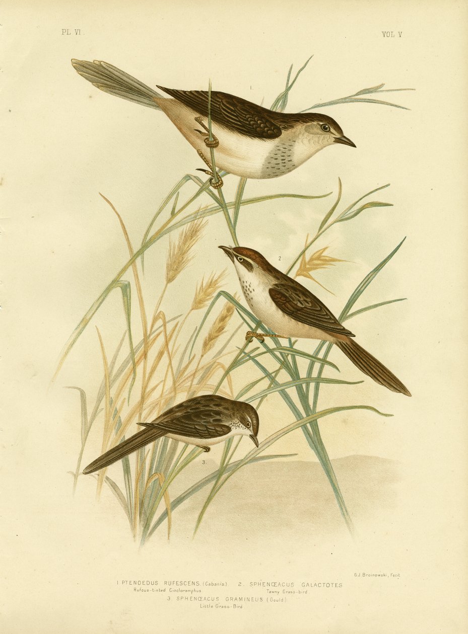 Rufous-Tinted Cincloramphus Or Rufous Songlark by Gracius Broinowski