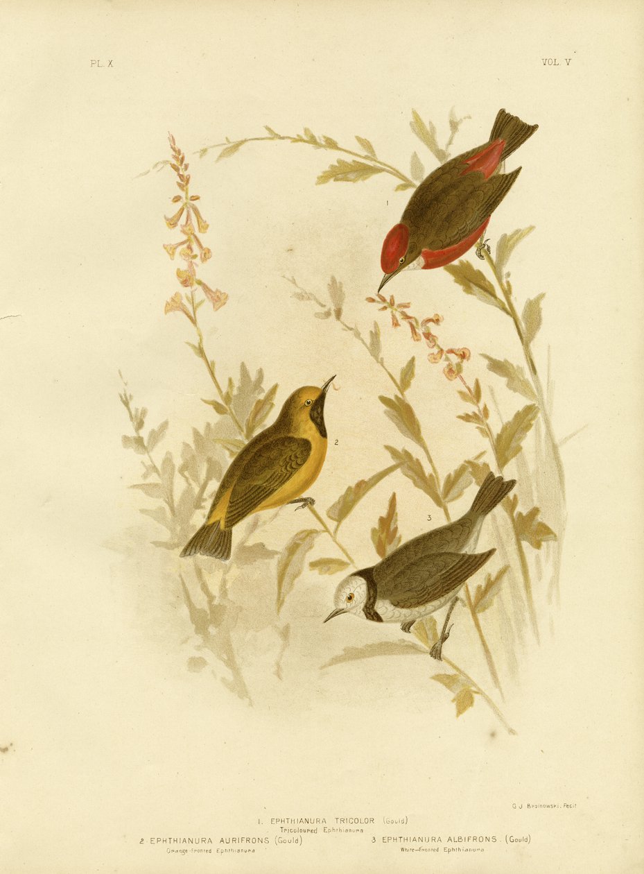Tricolored Ephthianura by Gracius Broinowski