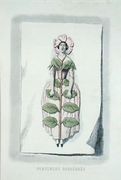 Periwinkle withered, from 