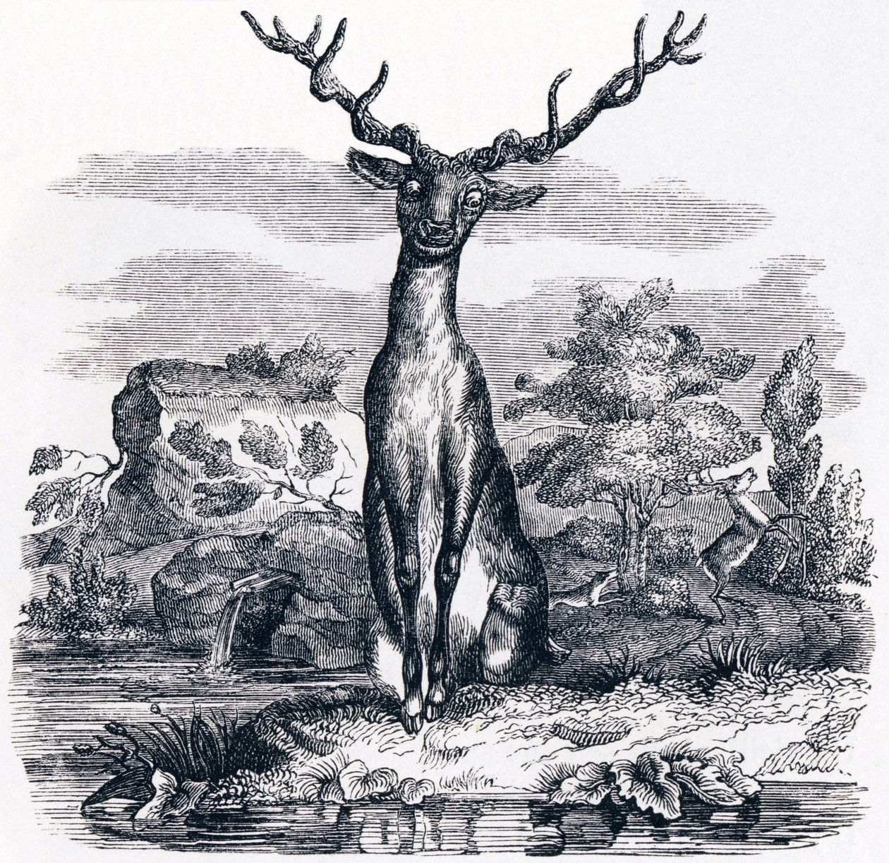 The Deer Looking at Himself in the Water - Fables by La Fontaine by Grandville