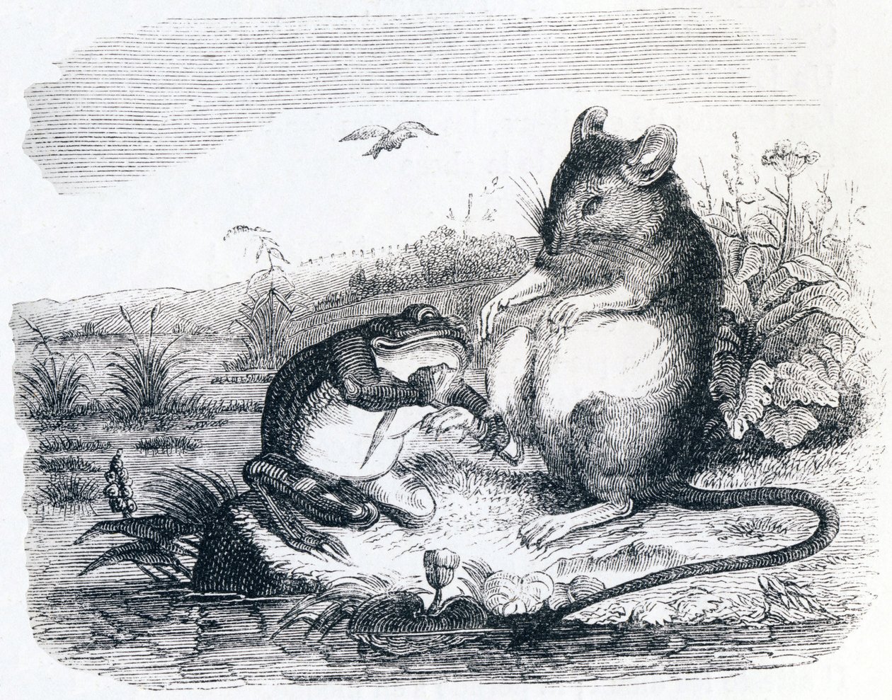 The Frog and the Rat - Fables by La Fontaine by Grandville