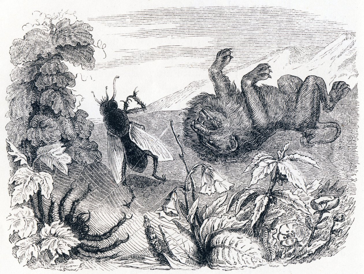 The Lion and the Midst - Fables by La Fontaine by Grandville
