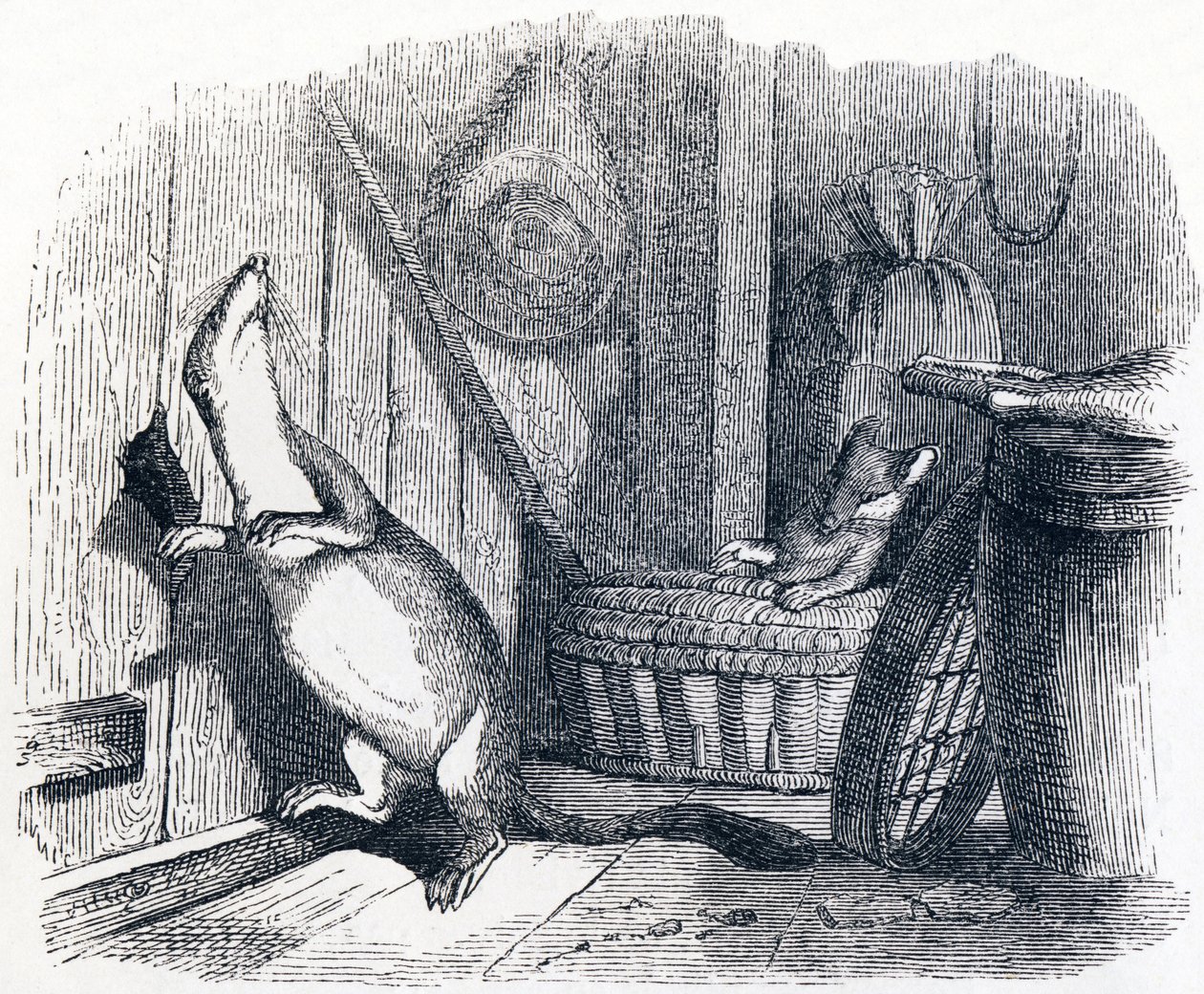 The Weasel Enters an Attic - Fables by La Fontaine by Grandville