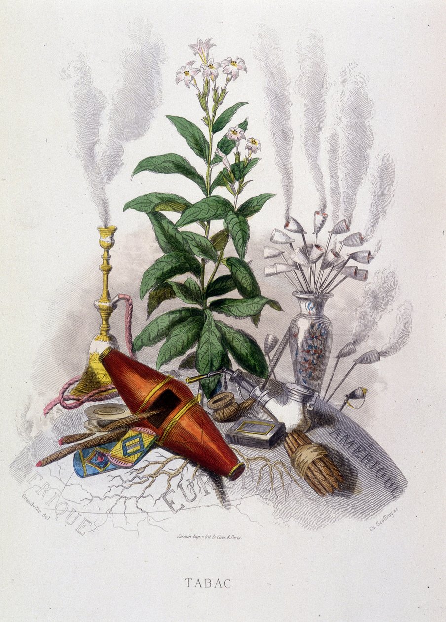 Tobacco Plant and Smoking Utensils, in 