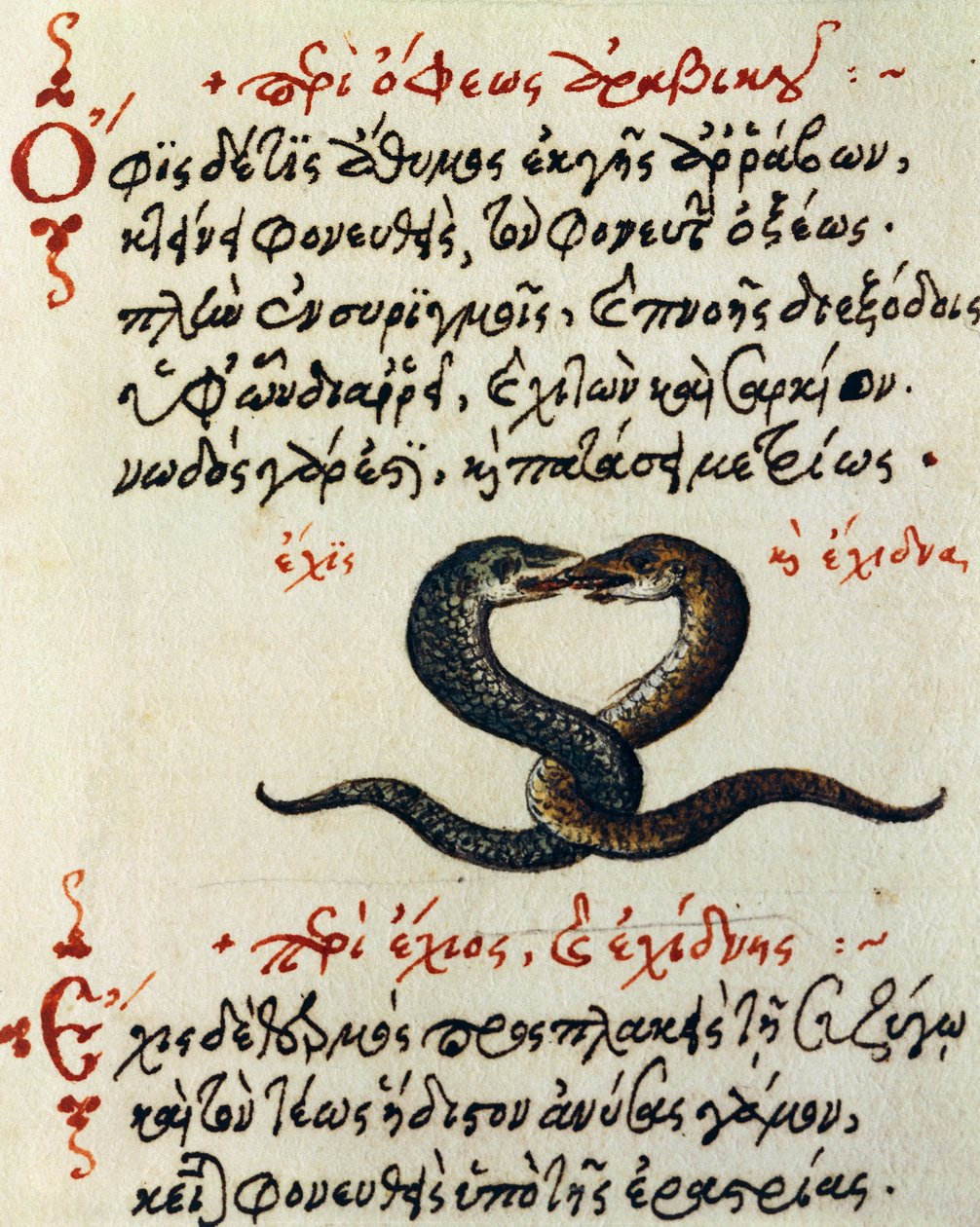 Snake coupling, test and miniature from De animalium natura et proprietate libellus by Greek School