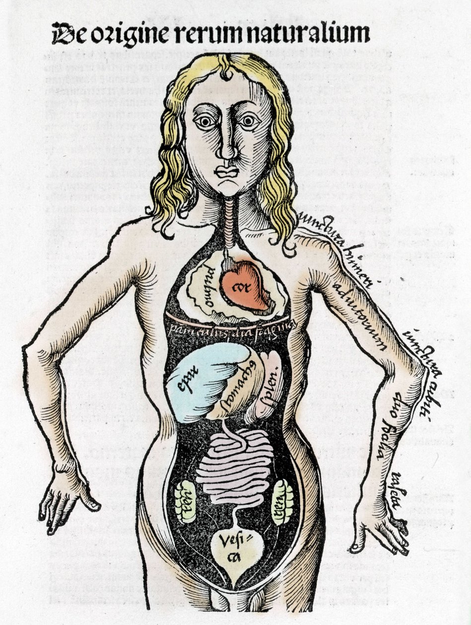 Section of the Human Body - in “Margarita Philosophica” by Gregor Reisch (1467-1525), Bale 1517 by Gregor Reisch