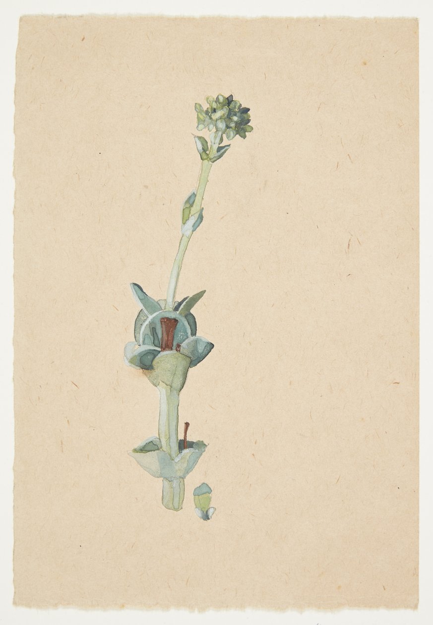 Study of a Flower by Gudrun Traustedt