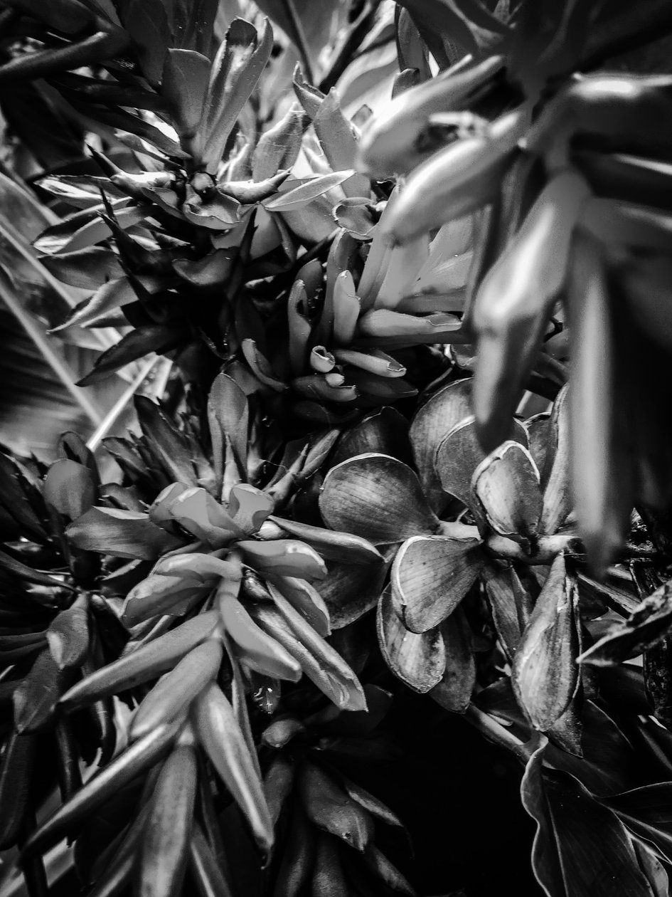 Flower No. 30, 2025 by Guilherme Pontes