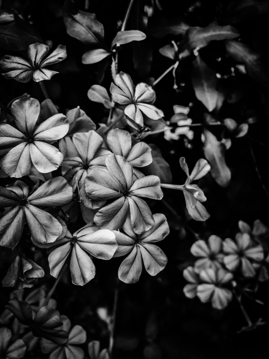 Flower No. 33, 2025 by Guilherme Pontes: Fine art print