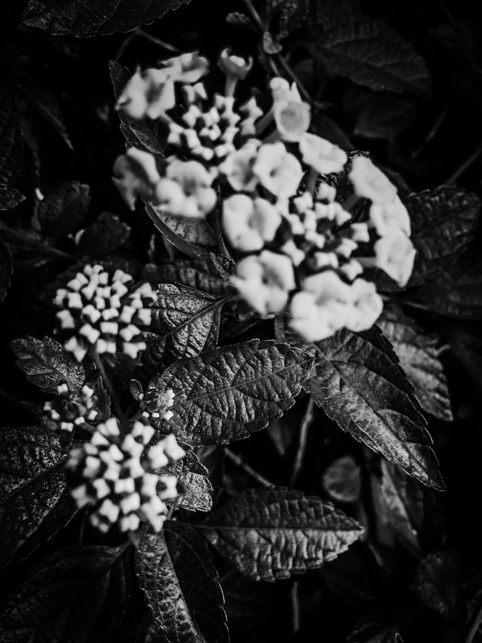 Flower No. 37 by Guilherme Pontes