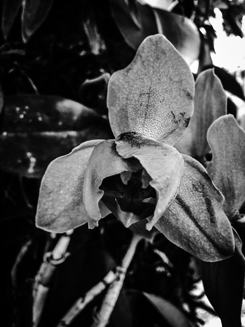 Flower No. 44 by Guilherme Pontes