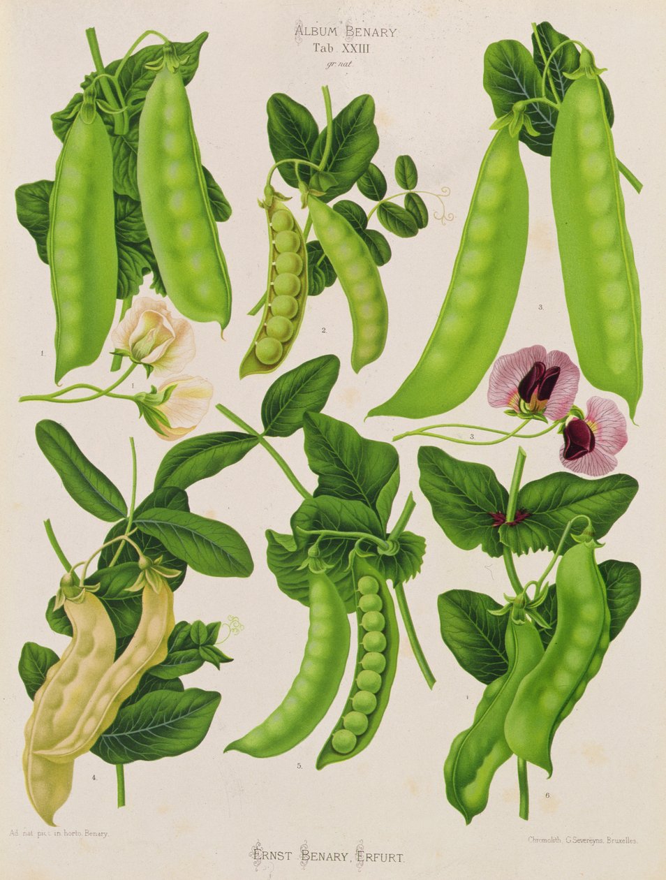 Peas: Tab. XXIII, from 