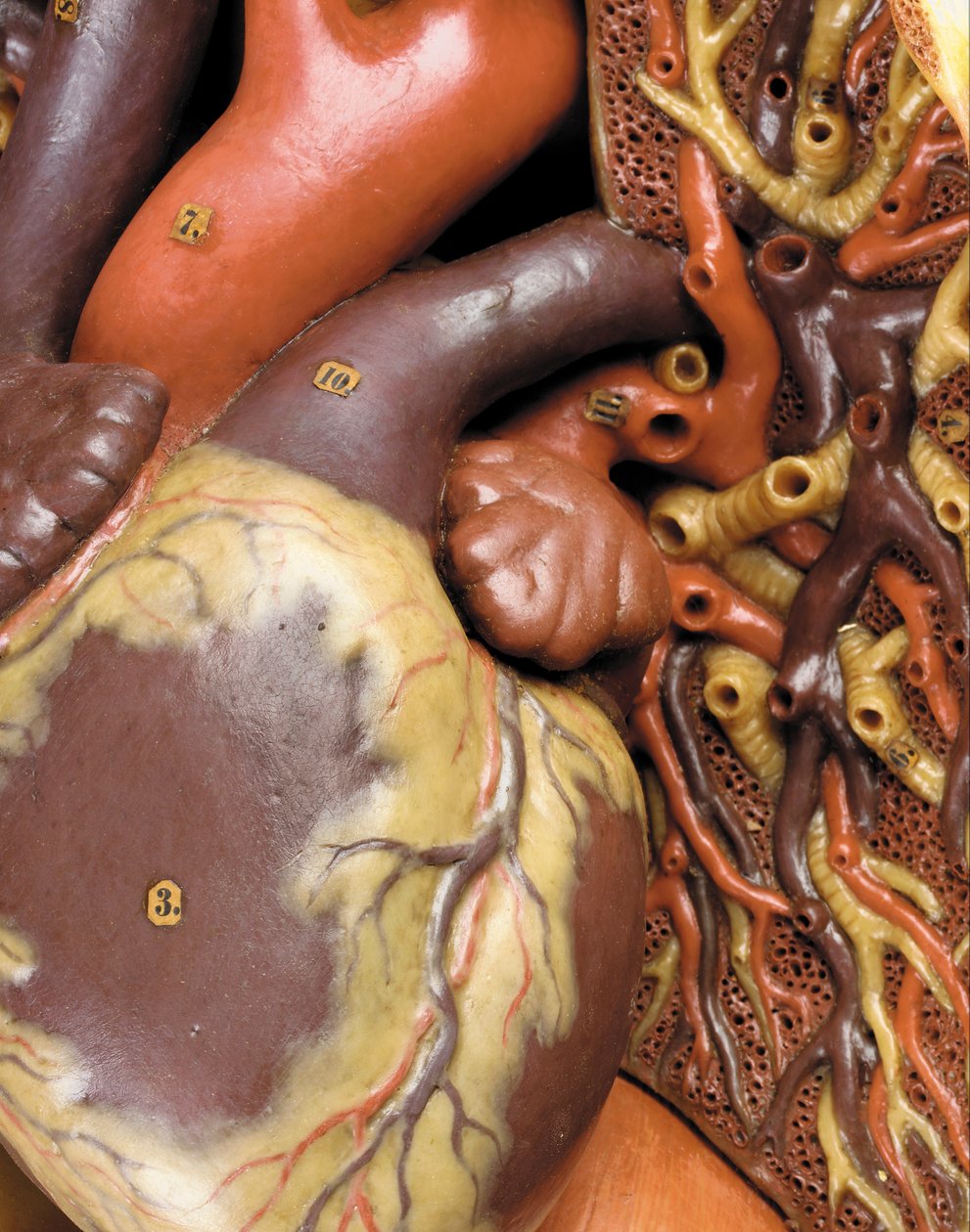 (Detail) of a Male Anatomical Ecorche Model, Displaying Muscles, Arteries and Veins, the Circulation and Nervous System by Gustav Zeiller
