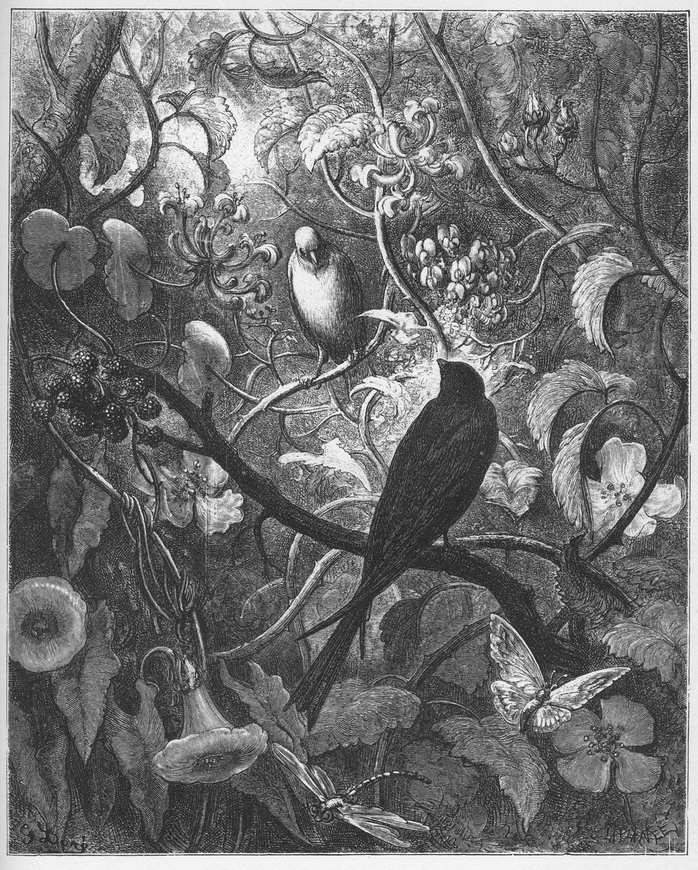 Philomele and Progne - from "Fables" by Jean de La Fontaine by Gustave Dore